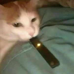 Meet your Posher, Gillian